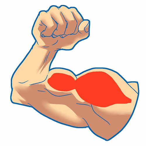 腕の筋肉